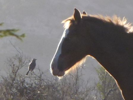 Oiseau et le cheval A.JPG